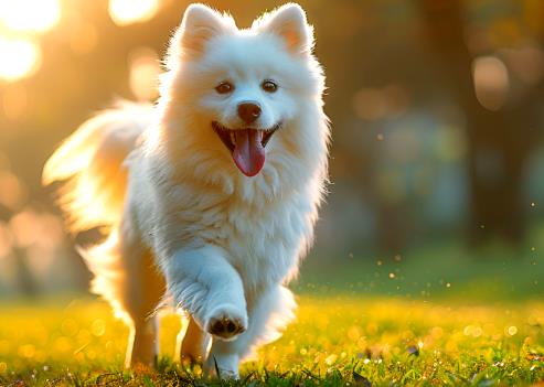 2025年长沙市养犬管理条例最新
