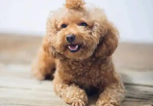 邢台市养犬管理条例