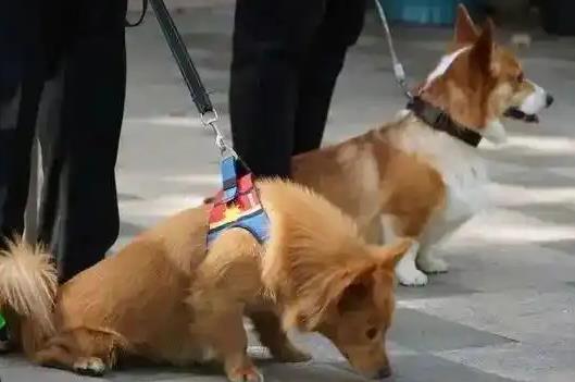 2025年岳阳市养犬管理条例最新