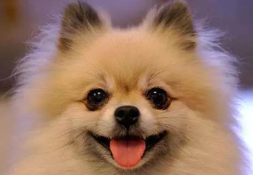 延安市养犬管理条例