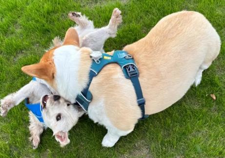 2026年新余市养犬管理条例最新