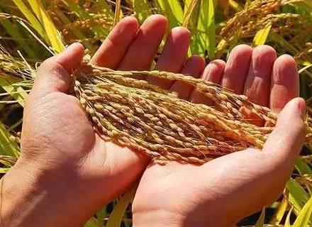 宁夏回族自治区粮食安全保障条例2026最新