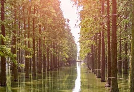 江苏省森林法实施办法2026最新