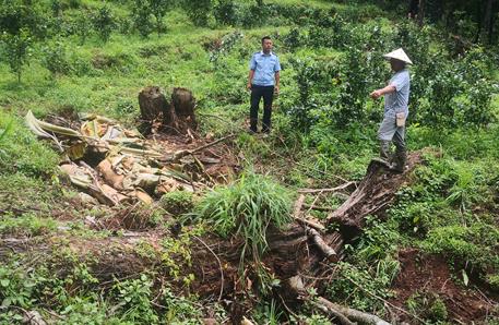 2026年破坏森林资源刑事案件司法解释最新