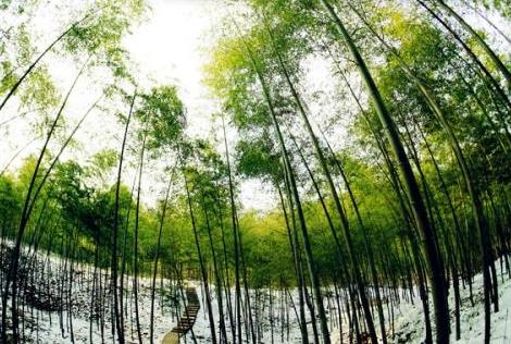 2026年黑龙江省林长制条例最新