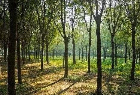 2026年国家储备林建设管理办法最新